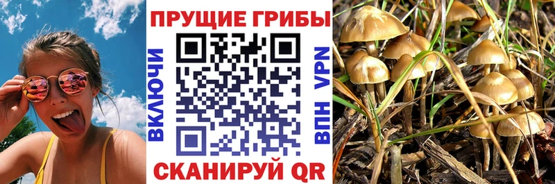 Псилоцибиновые грибы Psilocybe  Пересвет 